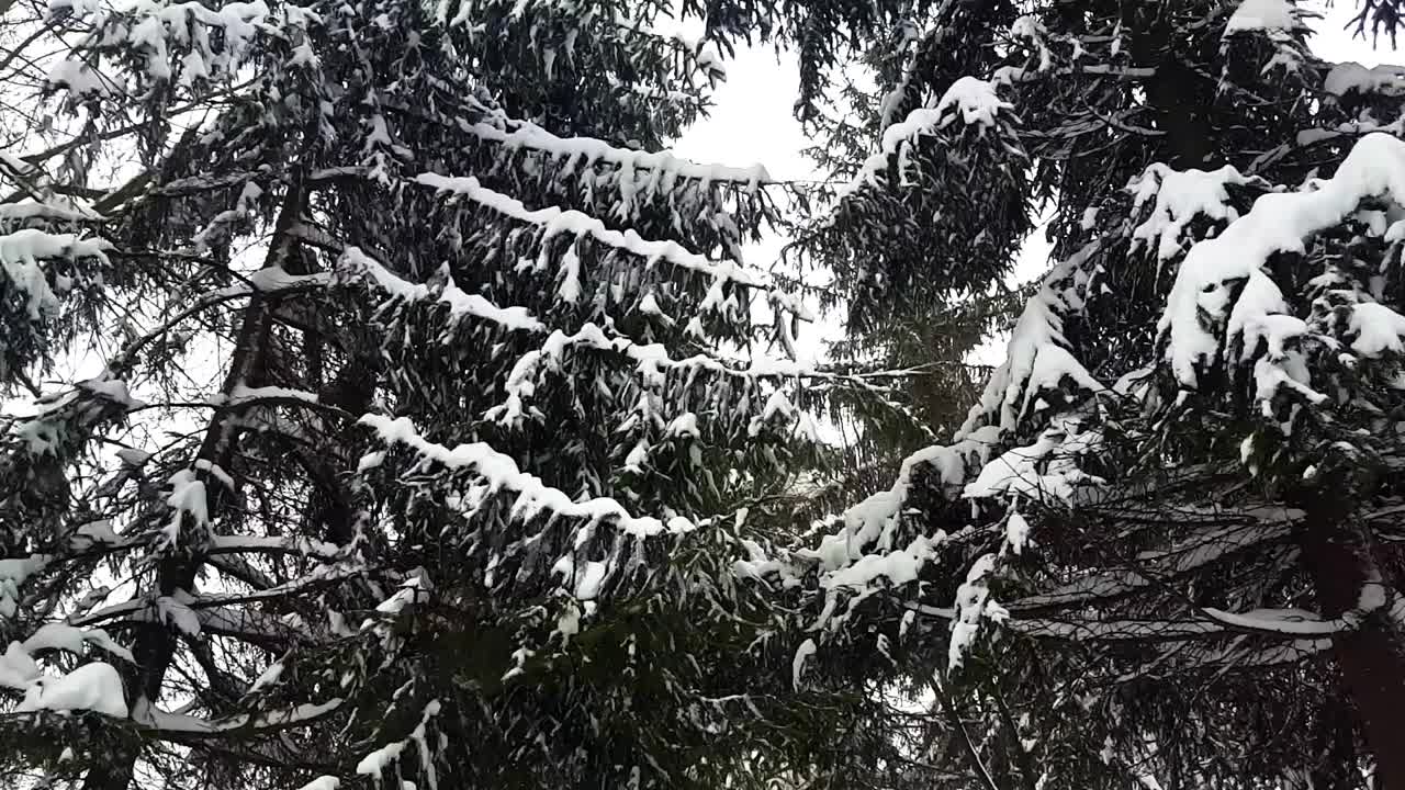 雪中的冷杉。在暴风雪中拍摄。视频素材