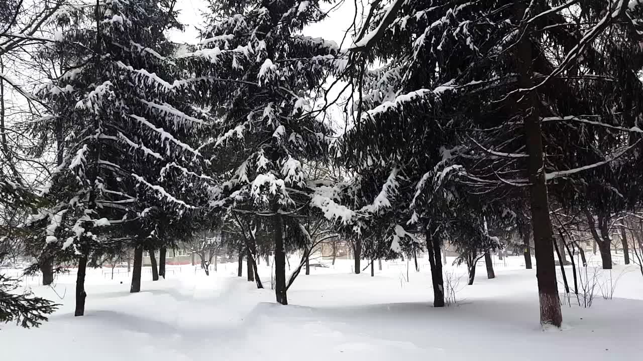 雪中的冷杉。在暴风雪中拍摄。视频素材