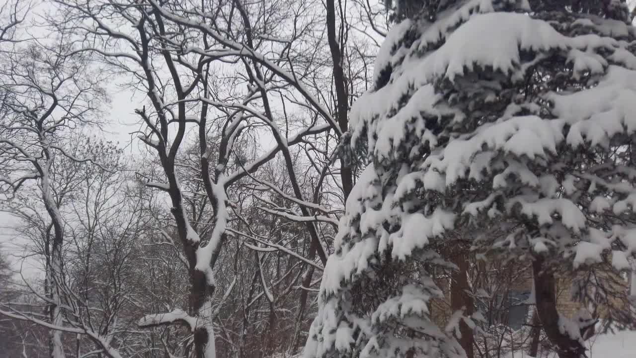 这棵树被雪覆盖着。在暴风雪中拍摄。视频素材