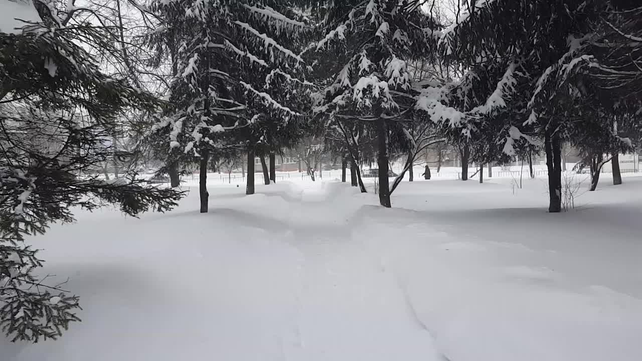 雪中的冷杉。在暴风雪中拍摄。视频素材