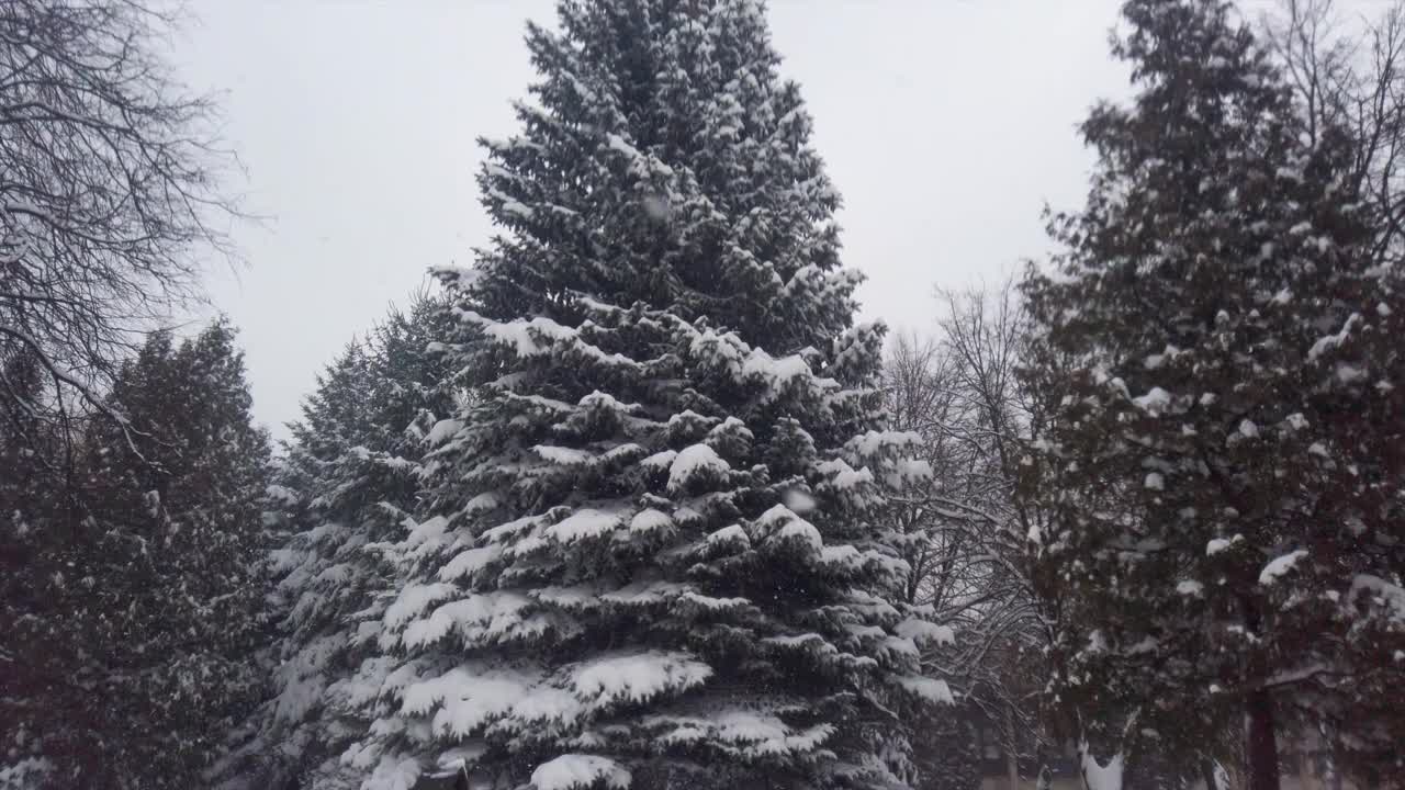 雪中的冷杉。在暴风雪中拍摄。视频素材