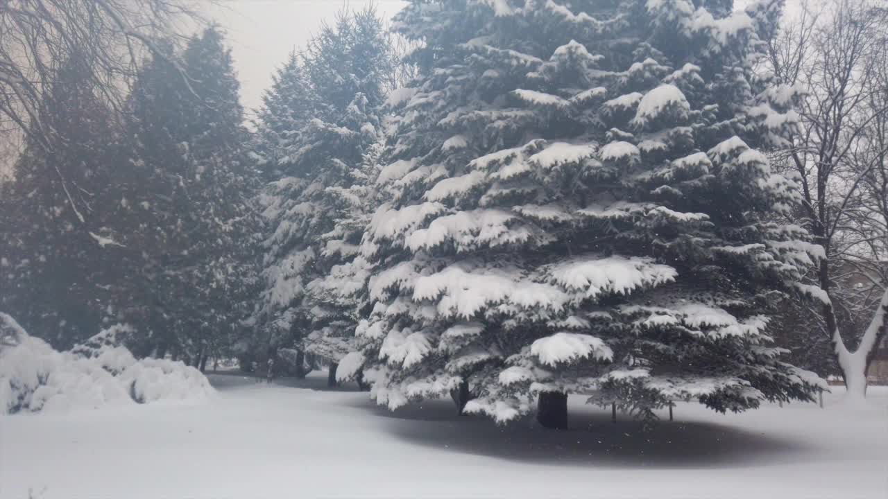 雪中的冷杉。在暴风雪中拍摄。视频素材