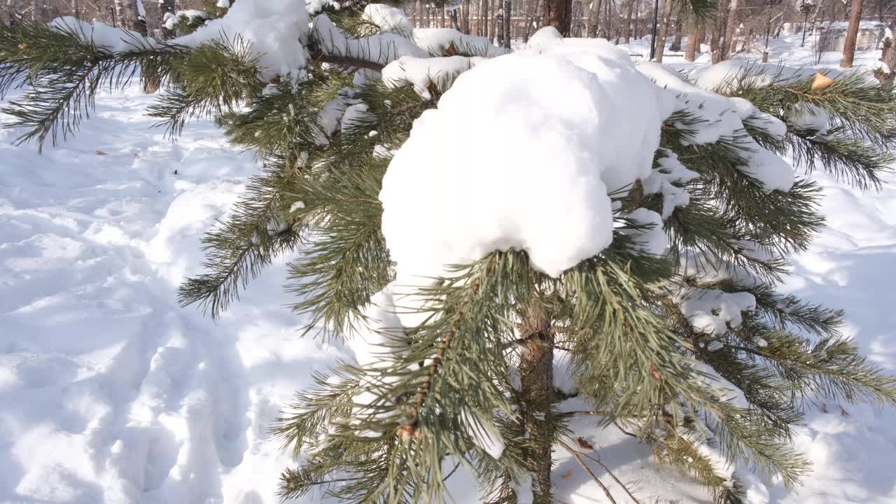 冬天的公园。松树和黑色的剪影覆盖着白雪的树枝，街灯柱子有着交叉结构的复古风格视频素材