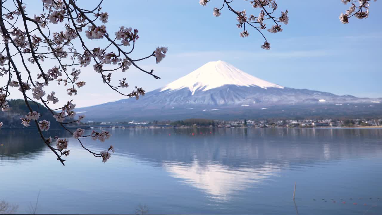 樱花盛开下的富士山视频素材