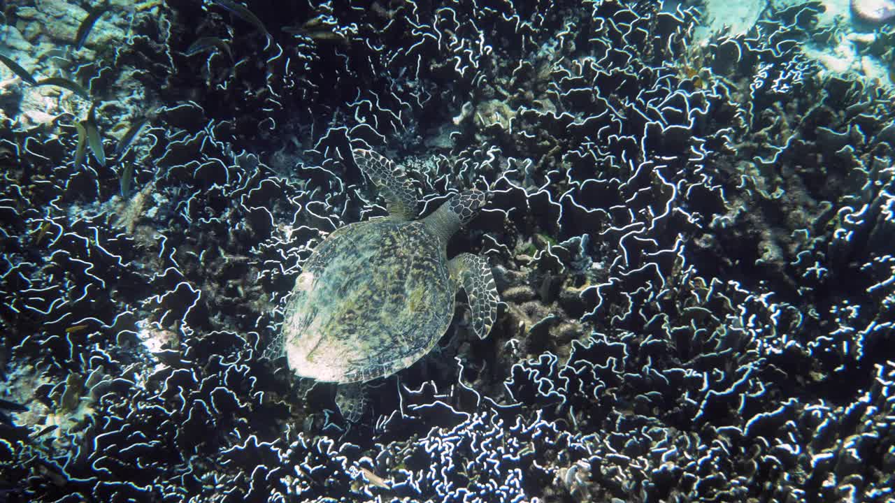 在热带国家的深海中游泳的野生海龟的水下视频视频素材