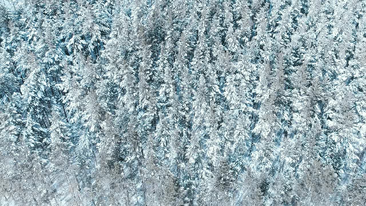 空中录像树冬天视频素材