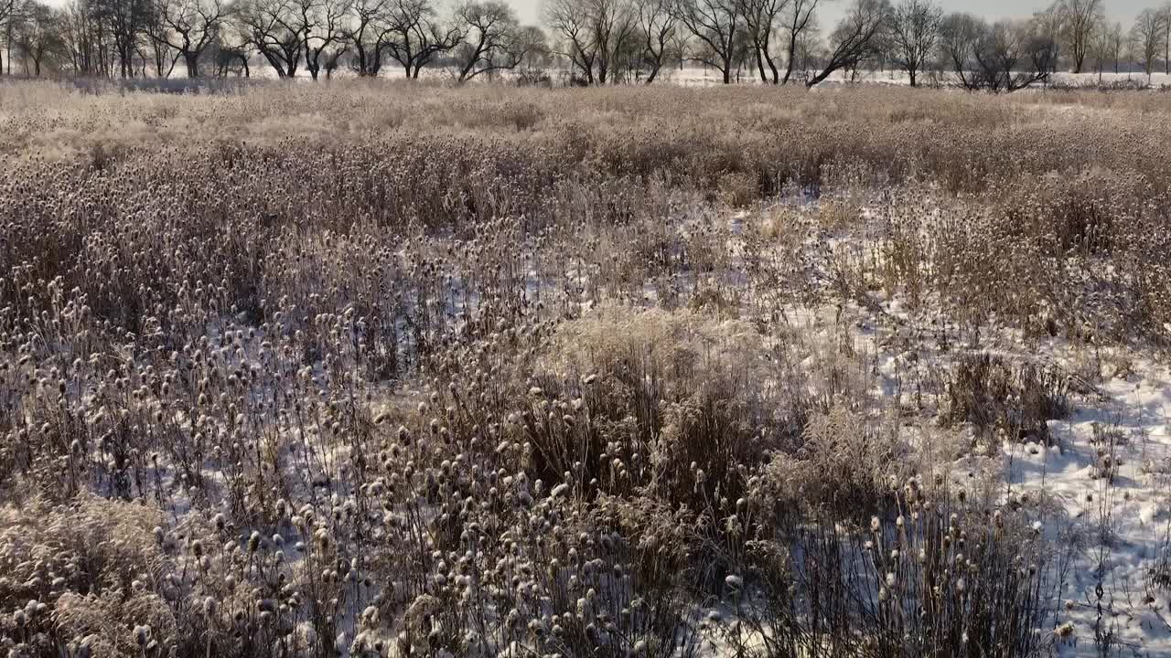 鹿在冬天带着雪带着芦苇走过田野，带着无人机飞过视频下载