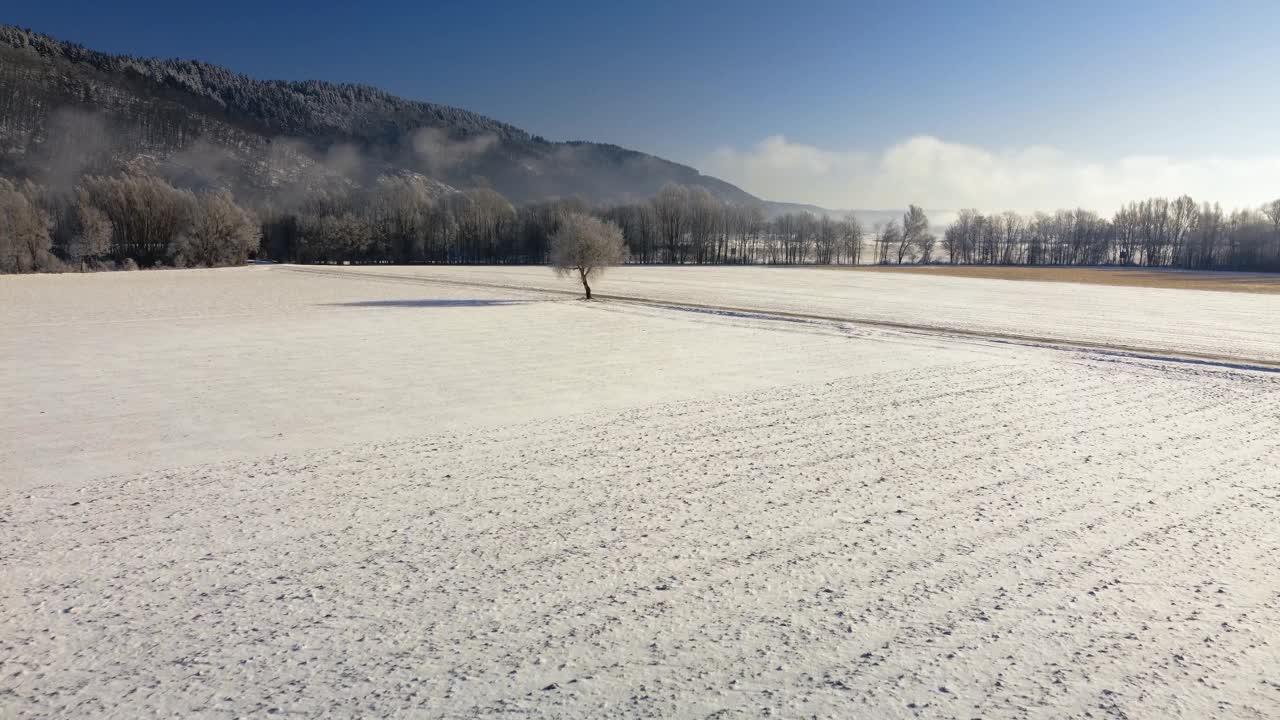 无人机飞向一棵树站在雪原之间的冬季景观视频素材