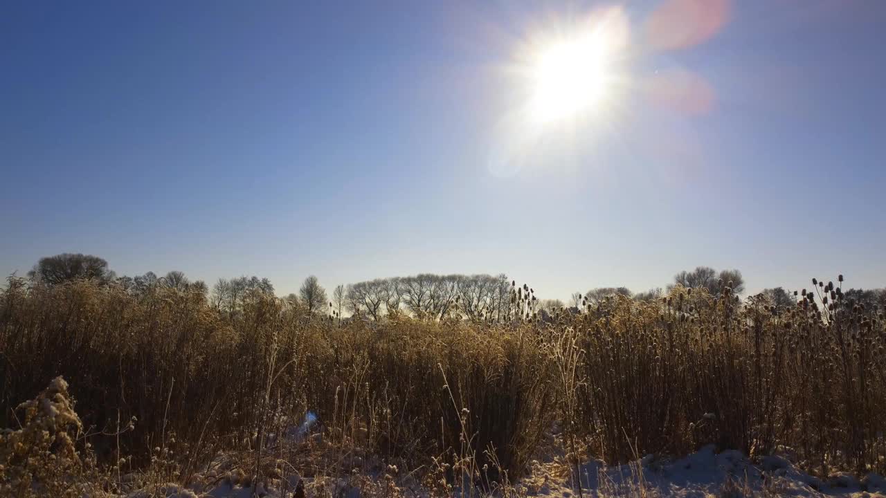 无人机上升在田野与干燥的芦苇草在冬天与雪看太阳与太阳耀斑，太阳星视频素材