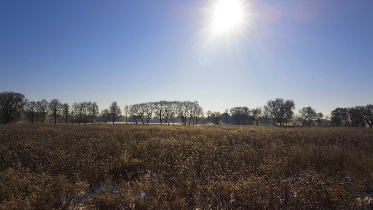 无人机缓慢地低飞在田野与干芦苇草在冬天与雪看太阳与太阳耀斑，太阳星视频下载