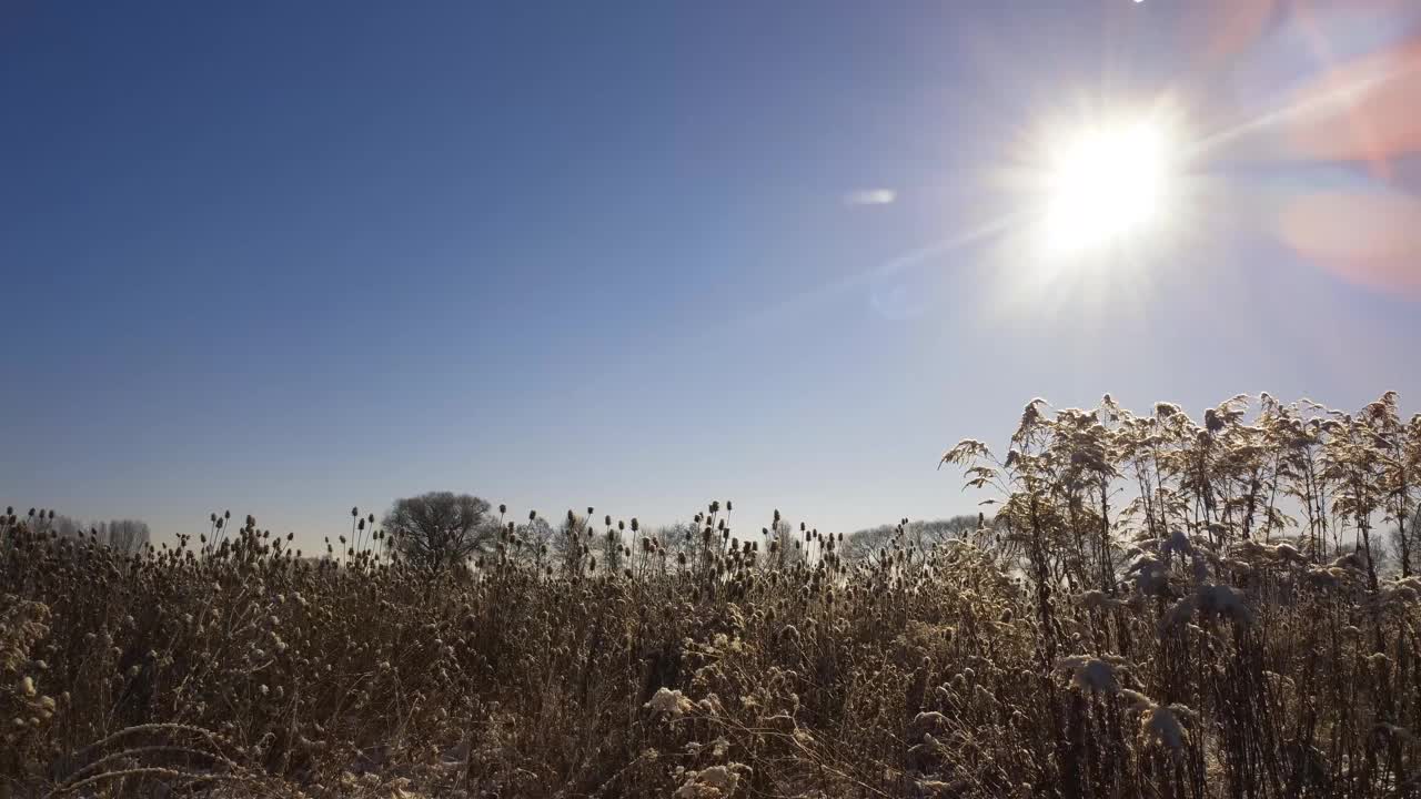 经过田野芦苇干草在冬天与雪望太阳与太阳耀斑，太阳星视频下载