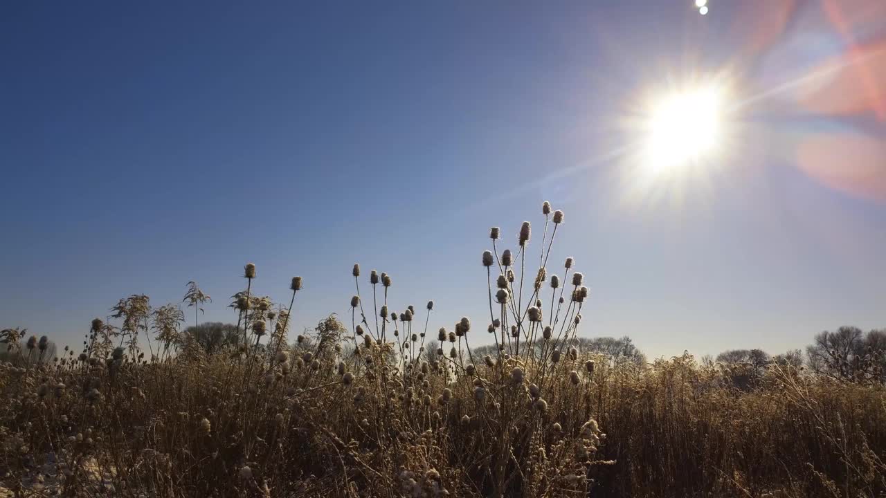 经过田野芦苇干草在冬天与雪望太阳与太阳耀斑，太阳星视频素材