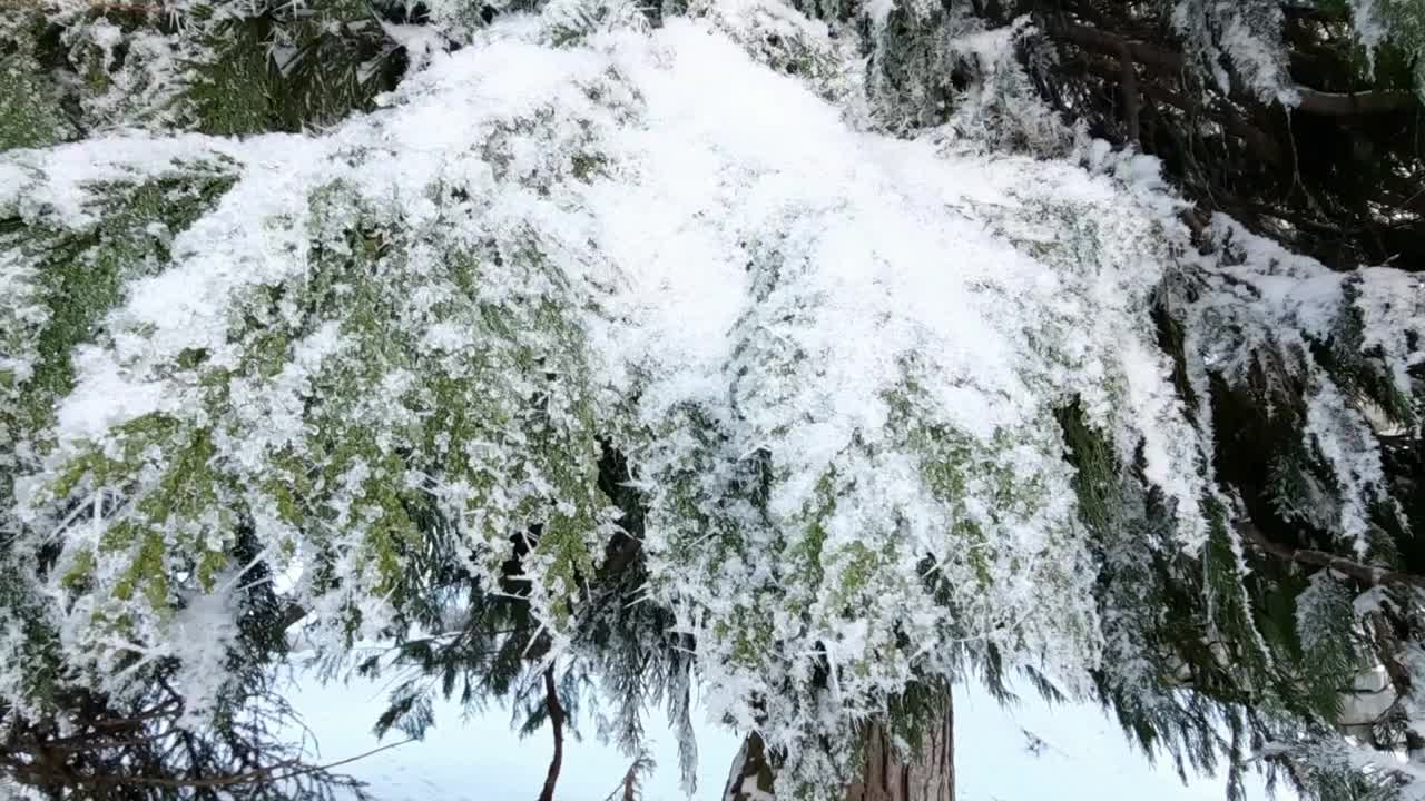 冬天的风景视频素材