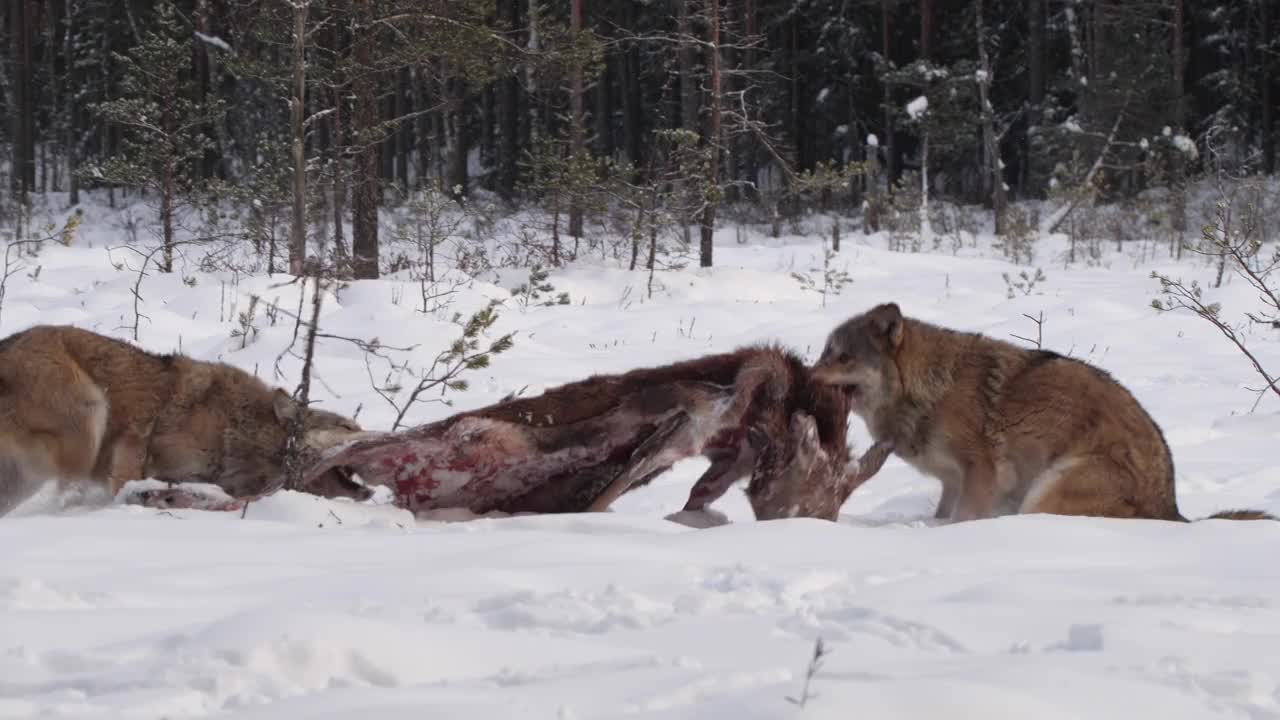 白俄罗斯，两只狼和死去的马鹿，在雪地和冬天的森林里奔跑视频素材