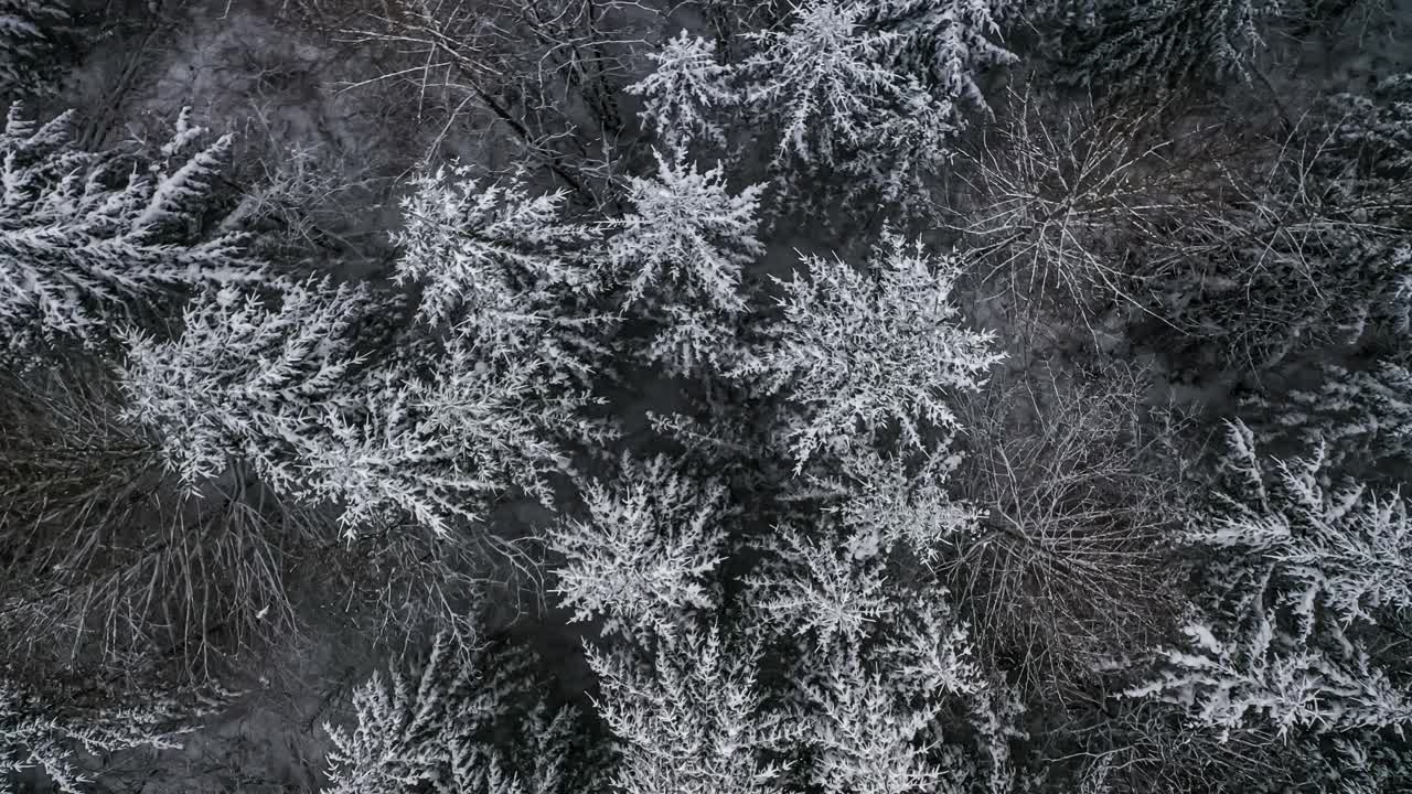 白雪覆盖的森林从上面看视频素材