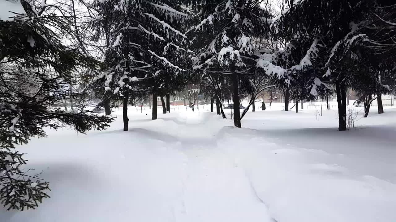 雪中的冷杉。在暴风雪中拍摄。视频素材