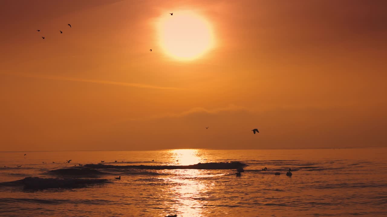 大海日出，海鸥飞翔，海波荡漾视频素材