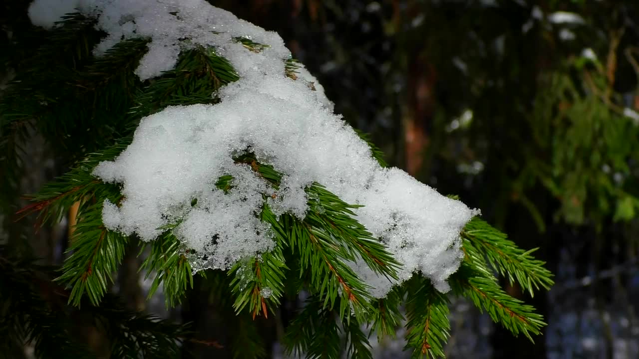 圣诞树下的雪冬天的森林。视频素材