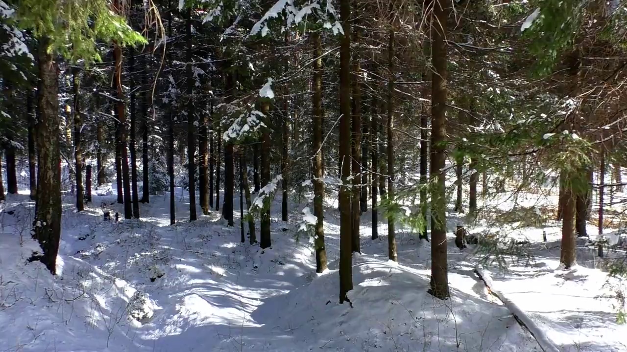 圣诞树下的雪冬天的森林。视频素材