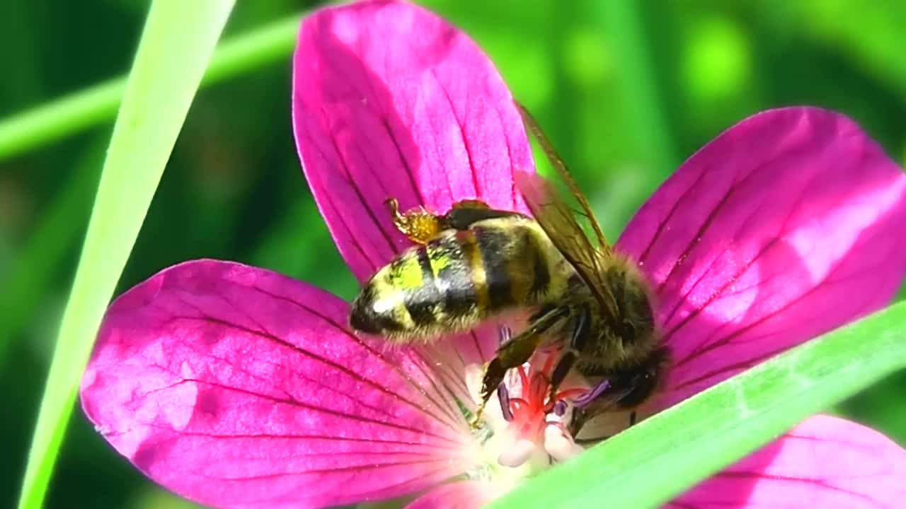 蜜蜂从花上采集花粉。视频素材