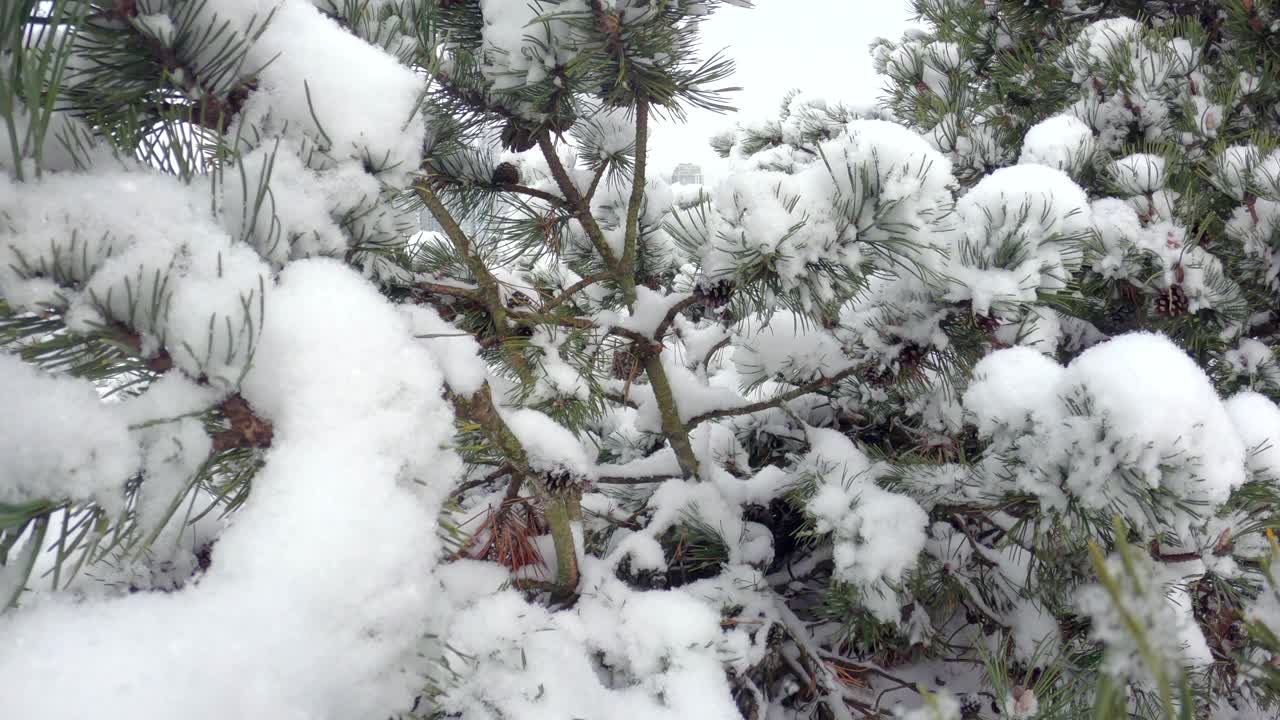 新鲜雪假溪温哥华4K超高清视频素材