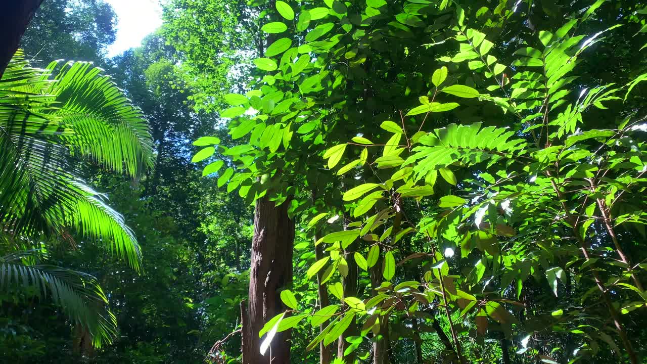 在森林里，茂密的树叶和高大的树木与美丽的阳光。锅。视频素材