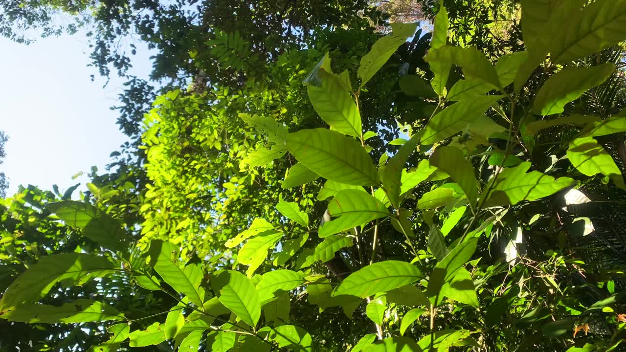 在森林里，茂密的树叶和高大的树木与美丽的阳光。锅。视频素材