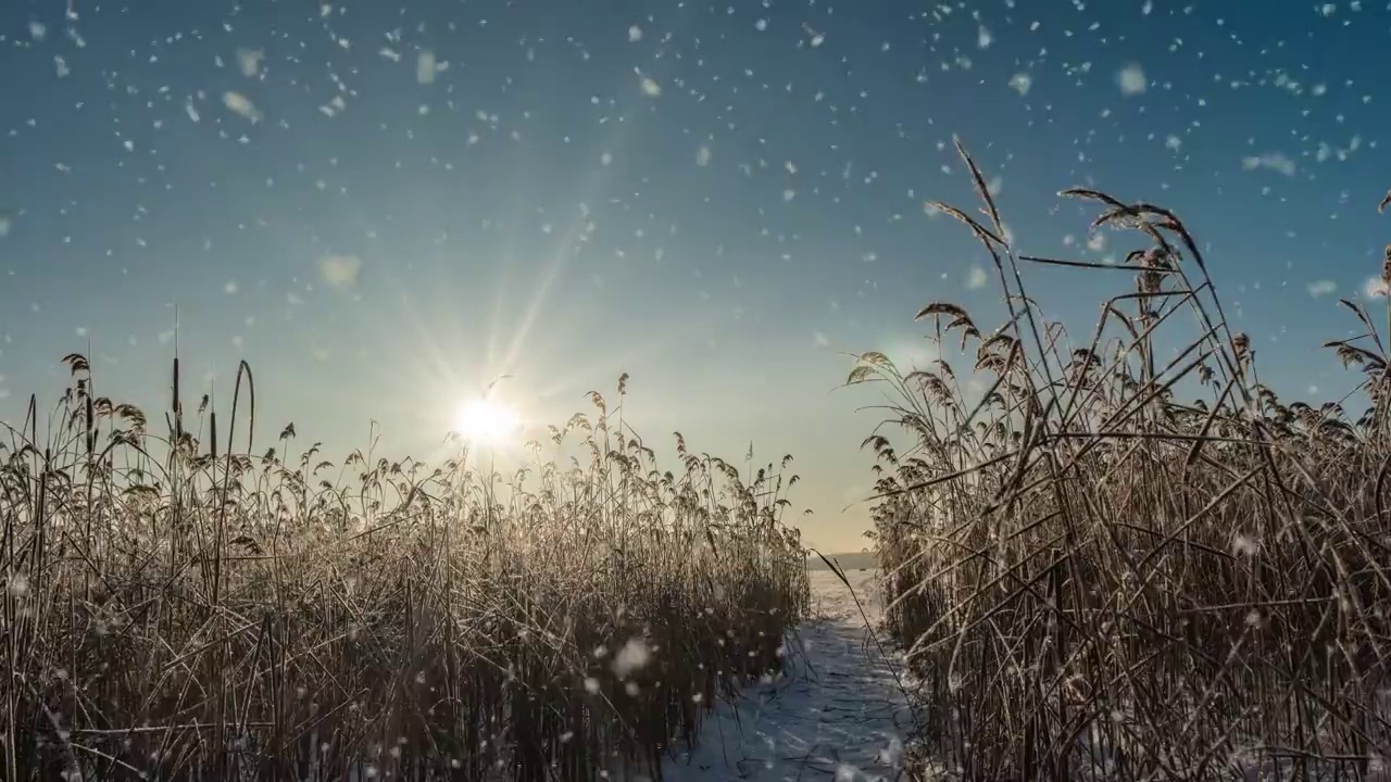 这是一个冬季的场景动画，汽车在积雪覆盖的道路上缓慢行驶，树叶从树上轻轻飘落。视频循环视频素材