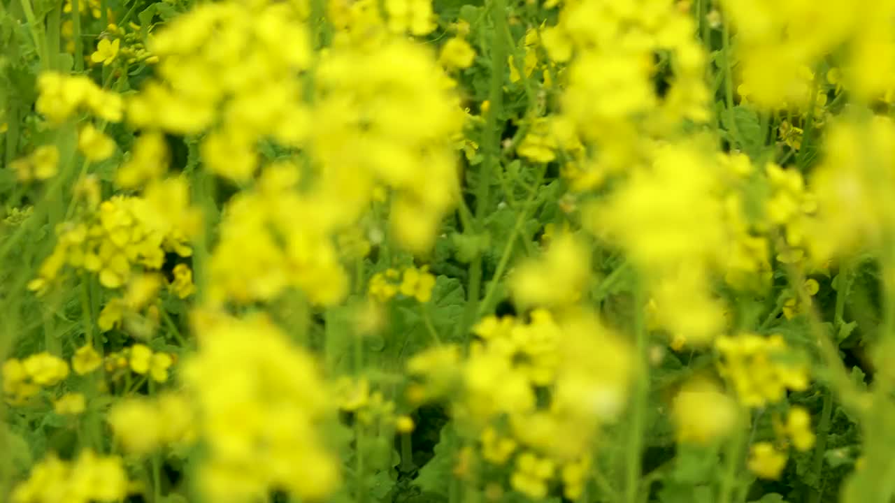 倾斜视频拍摄的一片油菜花圃视频素材