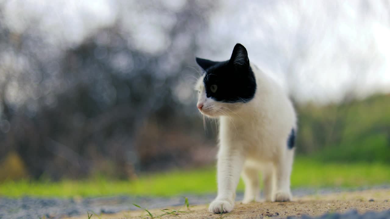 流浪猫的肖像，野猫视频素材