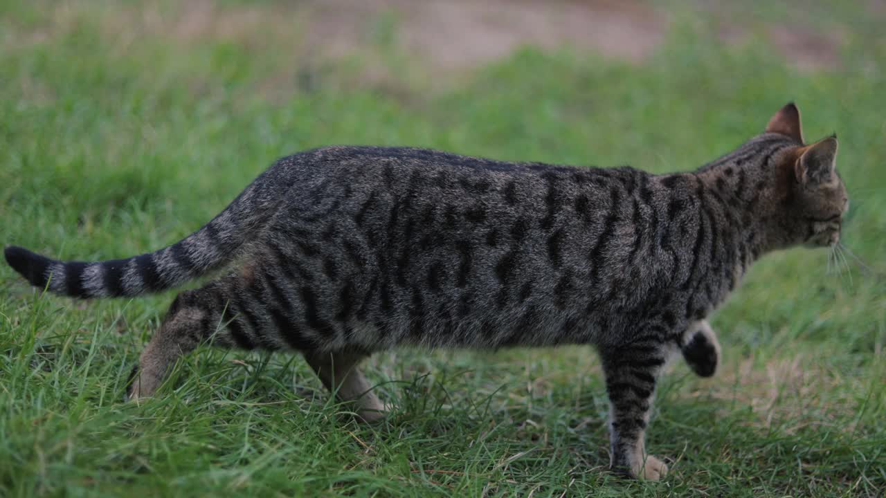 流浪猫的肖像，野猫视频素材