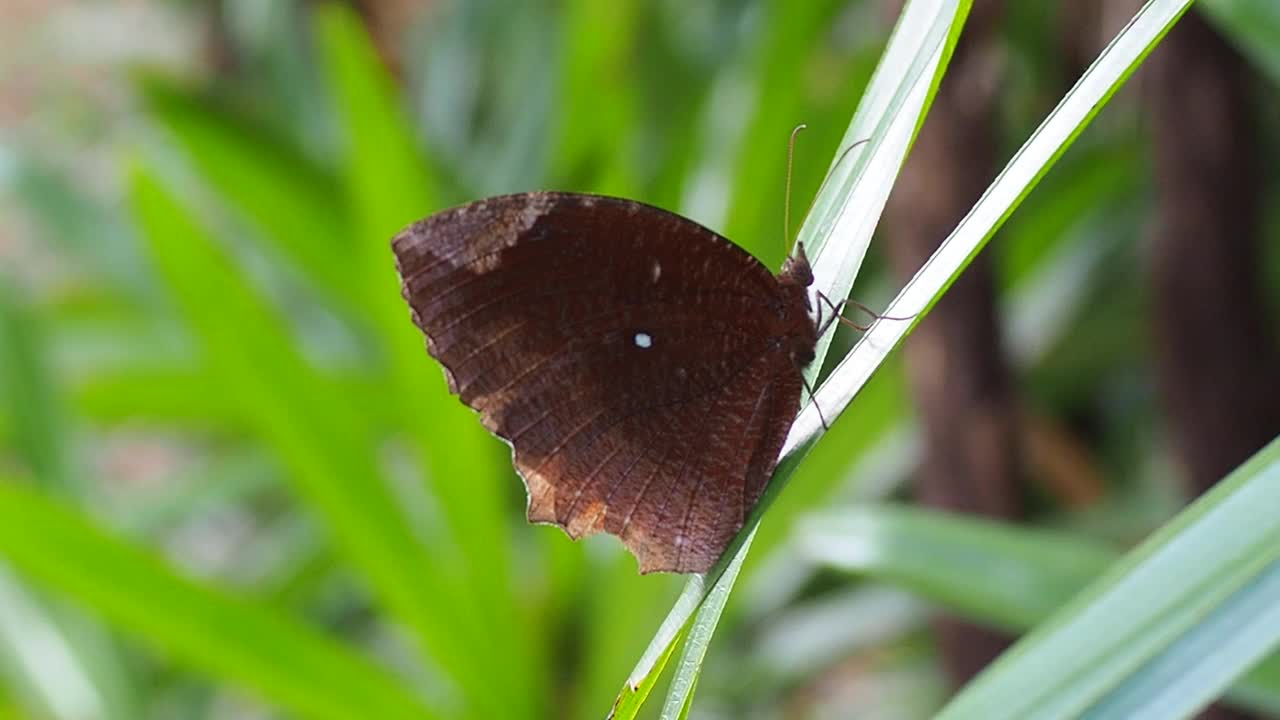 常见Palmfly蝴蝶视频素材