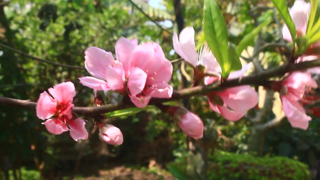 春天，桃花在树上绽放视频素材