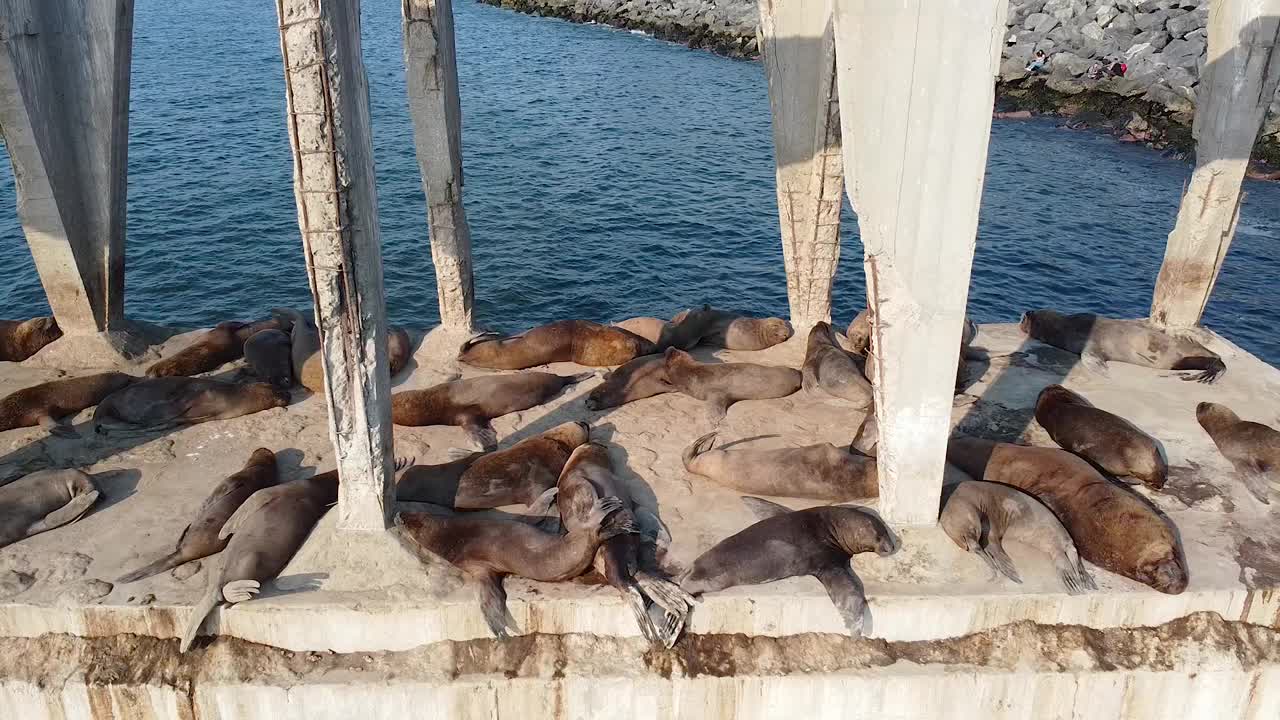 海狮在城市港口附近晒太阳。无人机拍摄的海狮视频下载