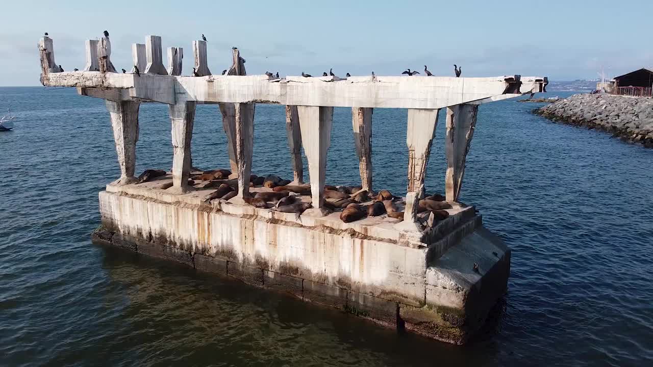 海狮在城市港口附近晒太阳。无人机拍摄的太平洋海狮。视频下载