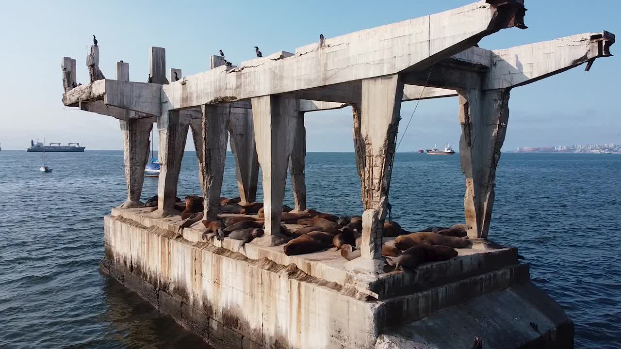 海狮在城市港口附近的旧桥上睡觉和晒日光浴视频下载