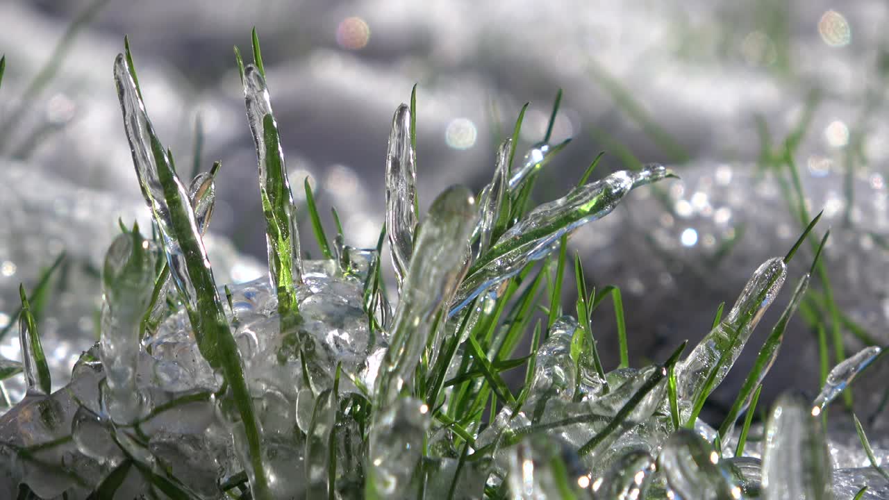 草叶上结了一层冰，草甸，冬天，冰天雪地，天气主题视频素材