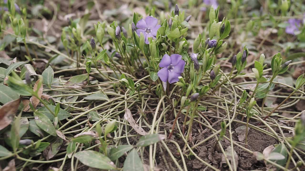 美丽的早紫罗兰花或淡木紫罗兰(Viola odorata)在春天开花，浅景深，微距拍摄。视频素材