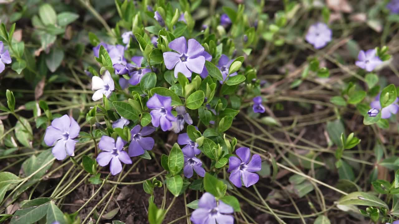 美丽的早紫罗兰花或淡木紫罗兰(Viola odorata)在春天开花，浅景深，微距拍摄。视频素材