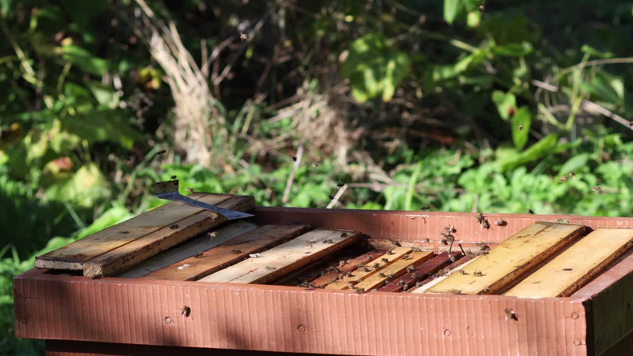 养蜂人工作，蜜蜂飞出蜂巢视频素材