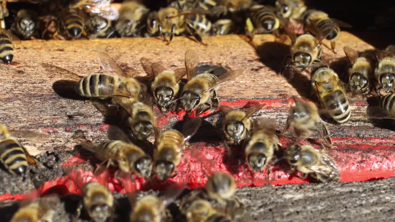 昆虫蜜蜂靠近视频素材