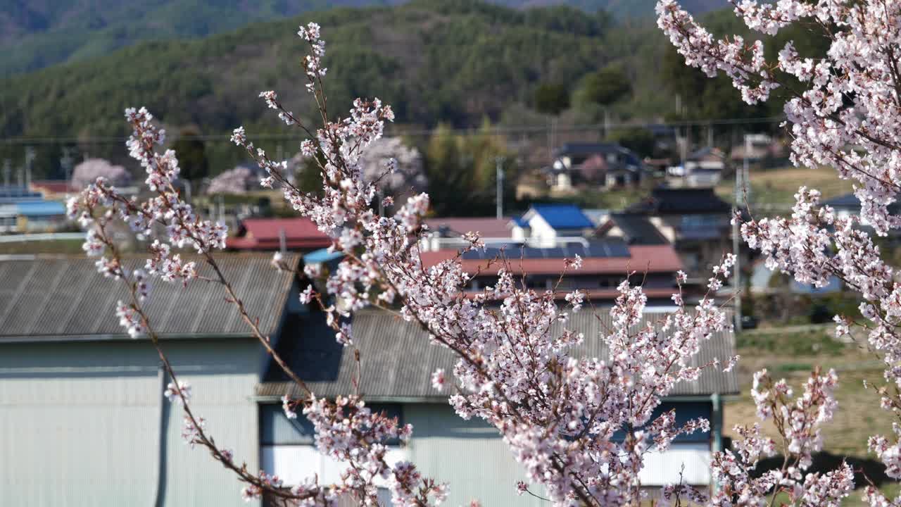 粉红色的樱花随风摇曳，背景是日本的房子视频素材