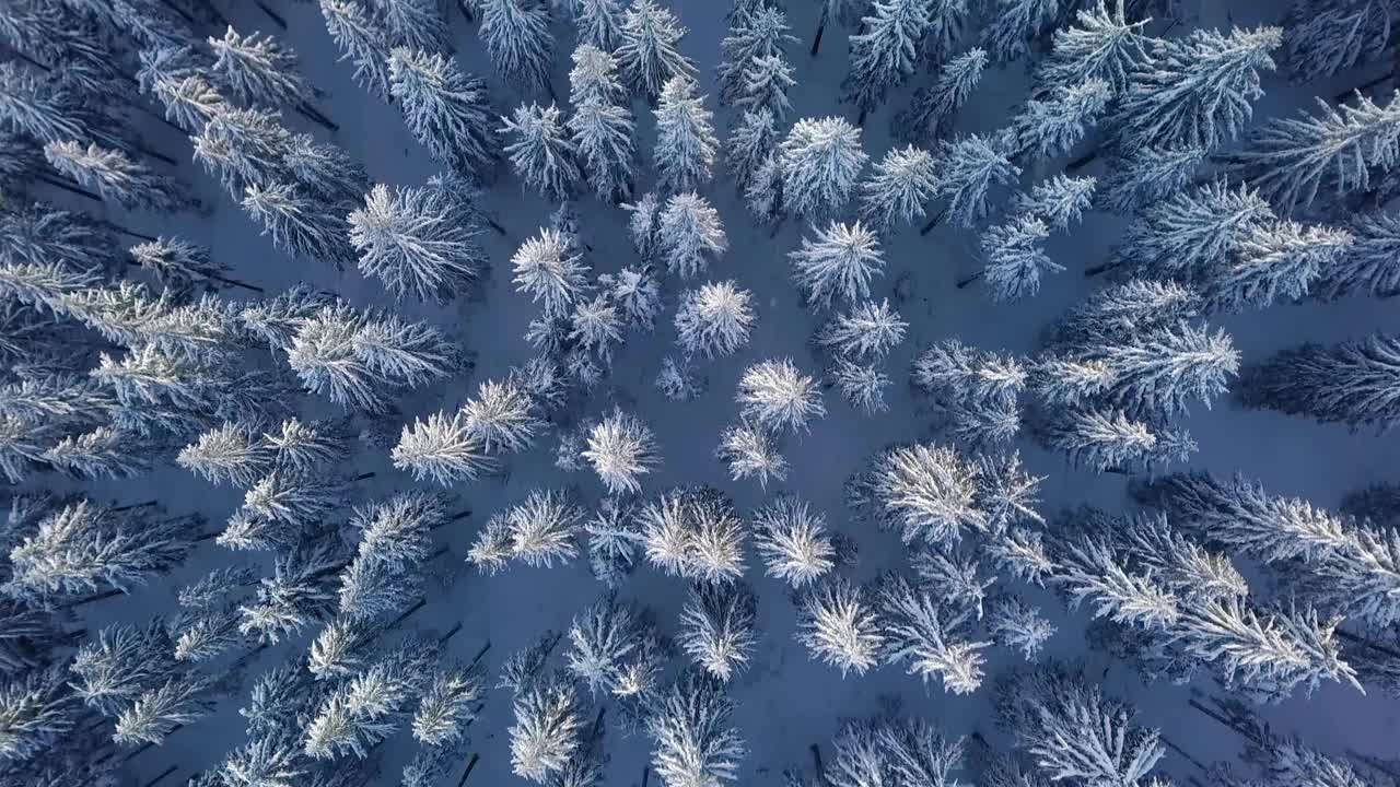 鸟瞰野外冰冻自然中宁静的冬季森林树木视频素材