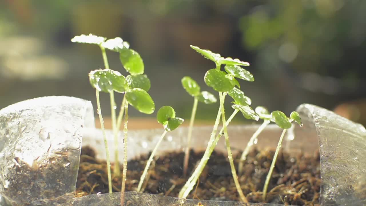 在阳光下，用可重复使用的透明塑料瓶向幼苗喷洒水。视频素材