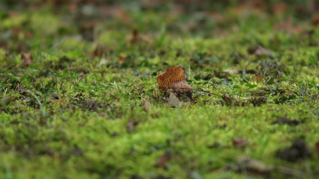 晚秋的雨在干枯的棕色叶子上，在绿色的草地上近景拍摄实时浅景深视频素材