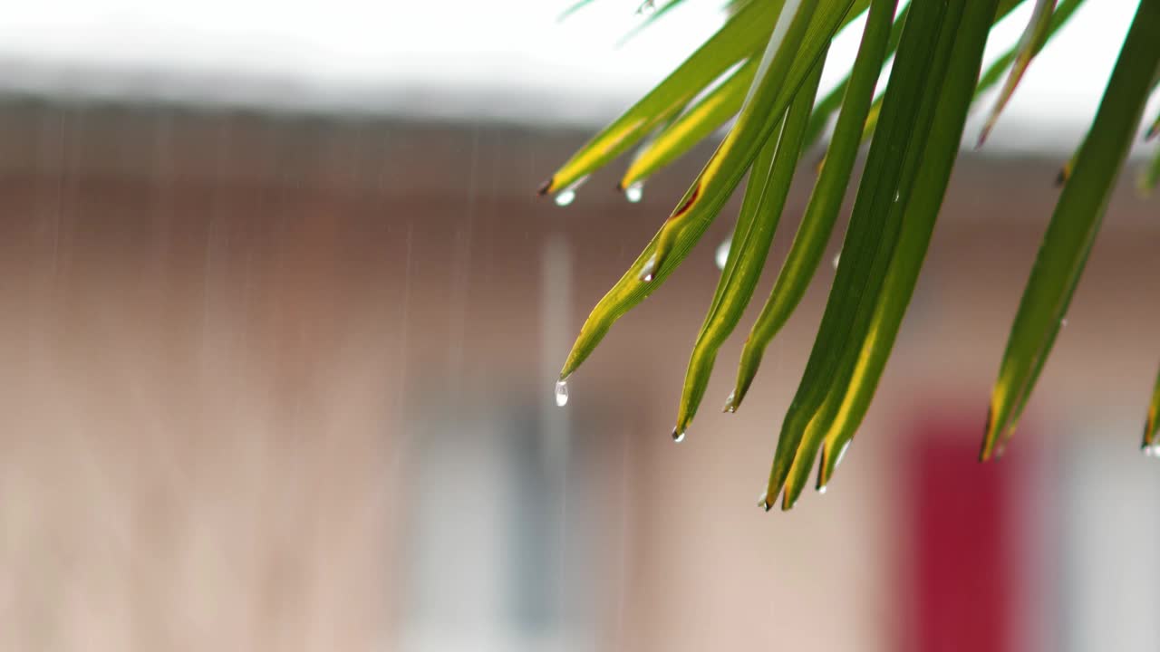 深秋的雨对绿色茂盛的棕榈叶近距离拍摄实时浅景深视频素材