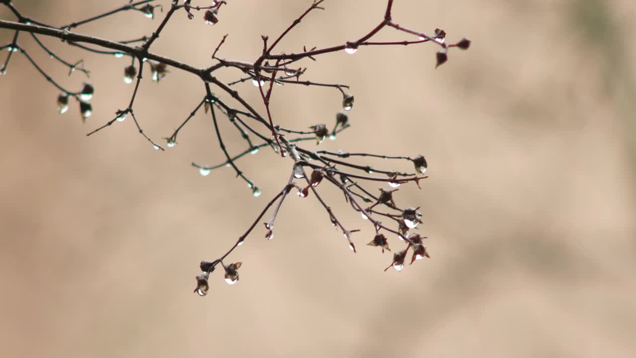 晚秋雨对灌木枝干植被近景拍摄实时浅景深视频素材