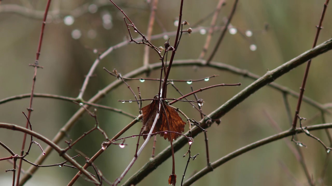 晚秋雨对灌木枝干植被近景拍摄实时浅景深视频素材