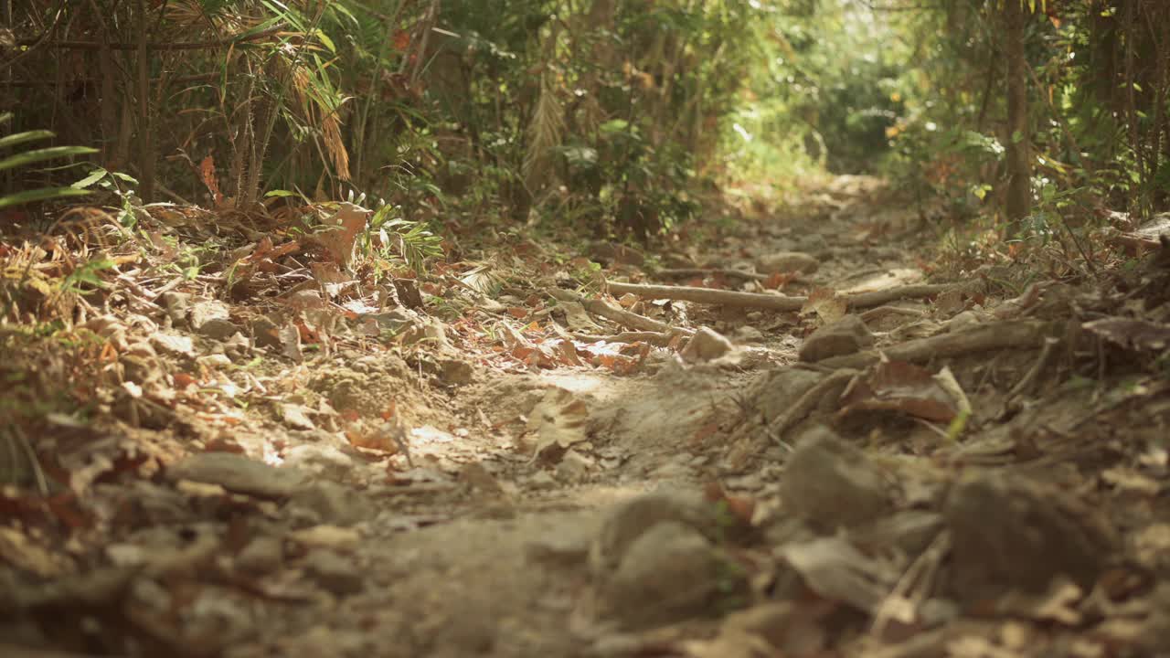 年轻人徒步旅行和享受在森林，假期和旅游的概念。视频素材