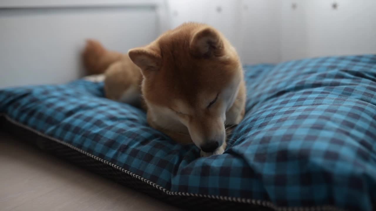 这是日本柴犬躺在蓝色的床上，一边看着镜头一边吮着爪子的特写。视频素材